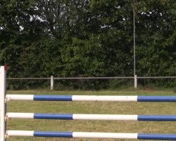 jumper Special Edition 19 (Hanoverian, 2006, from Stakkato)
