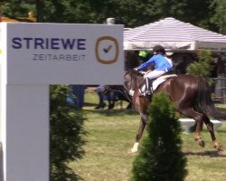 horse Constanze (unknown, 2006)