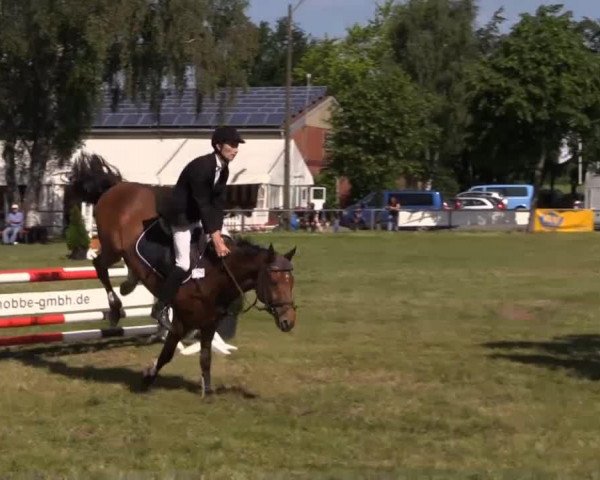 Springpferd Checker Jack P (Oldenburger, 2008, von Check In 2) Springpferd Checker Jack P (Oldenburger, 2008, von Check In 2)
