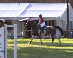 jumper Naseweiss B (German Warmblood, 2009, from Nock-Out)