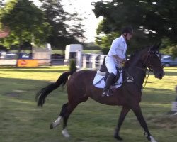 jumper Magnum's Dynastie (Hanoverian, 2007, from Magnum)