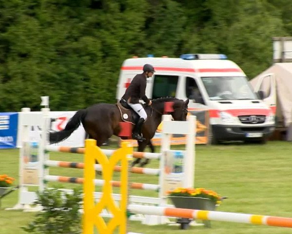 jumper Sir Willi 2 (Hanoverian, 2009, from Stolzenberg)