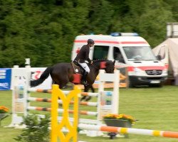 jumper Sir Willi 2 (Hanoverian, 2009, from Stolzenberg)