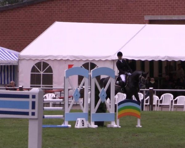 jumper Avec moi 2 (Oldenburg show jumper, 2010, from Demet - Apokalipsis)