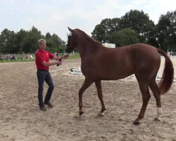 broodmare Hulda (Westphalian, 2011, from Houston)