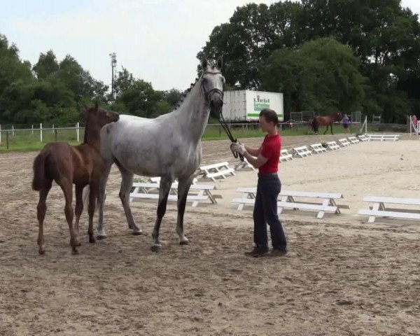 horse Hengst von Floribot (Westphalian, 2014, from Floribot)