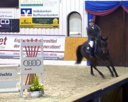 broodmare Quintizia OLD (Oldenburg, 2010, from Quintender 2)