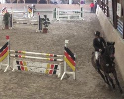 jumper Inverness 17 (Oldenburg show jumper, 2008, from Incello)