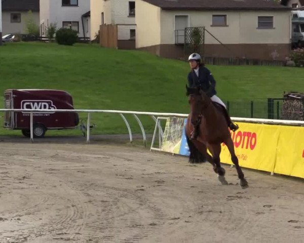 jumper Zyra G (Holsteiner, 2007, from Carinjo)