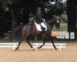 broodmare Dancier's sunrise (Hanoverian, 2010, from Dancier)