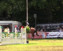 Pferd Dakar De La Vie (KWPN (Niederländisches Warmblut), 2008, von Caspar 237)