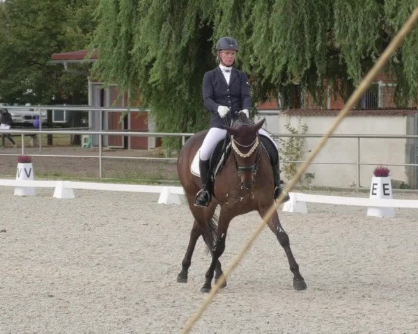 Reitturnier Achern 2020