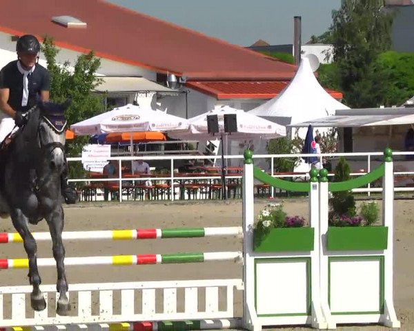 jumper Chantal 300 (Holsteiner, 2008, from Carlos DZ)