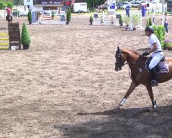 jumper Quinny E (Holsteiner, 2009, from Quo Vados I)