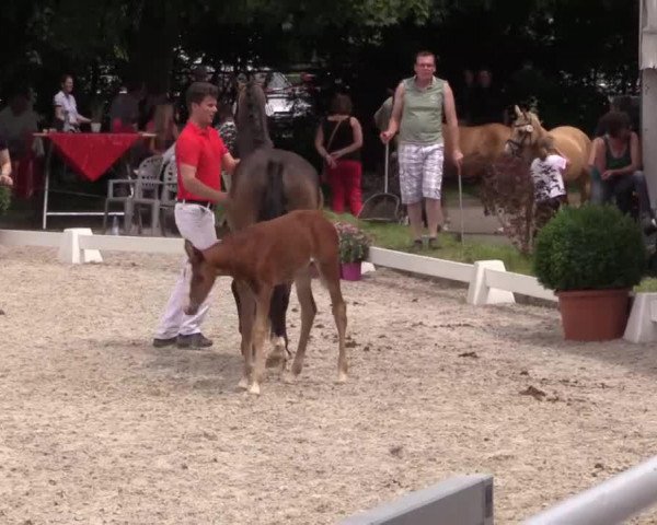 Zuchtstute Daily Joy (Deutsches Reitpony, 2014, von Dimension AT NRW)