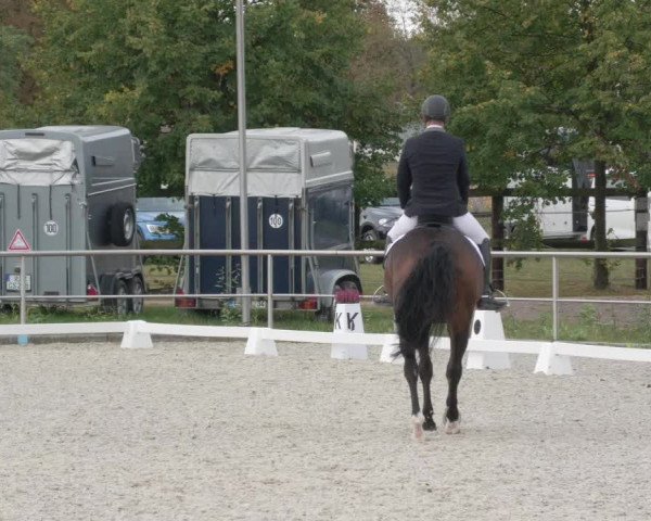 Reitturnier Achern 2020