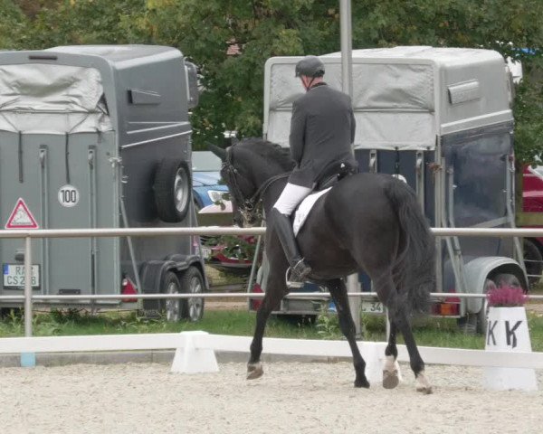 Reitturnier Achern 2020