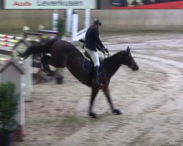 jumper Lanuvio (Holsteiner, 2001, from Lancer II)