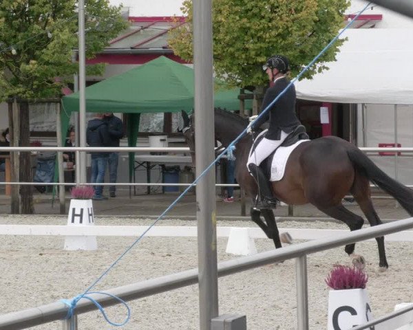 Reitturnier Achern 2020