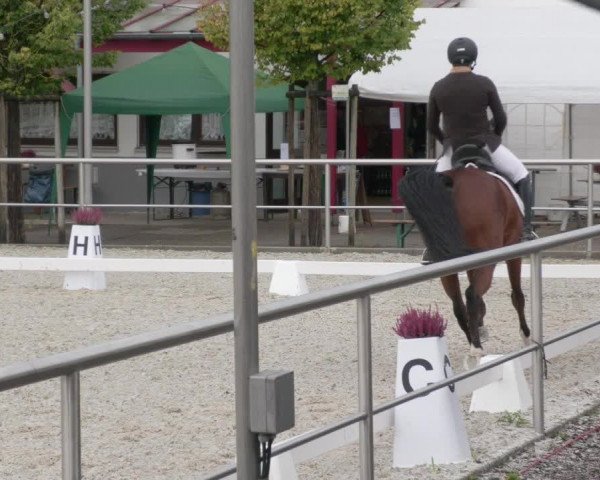 Reitturnier Achern 2020