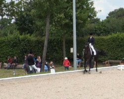 jumper Skyline de Luxe (Hanoverian, 2010)