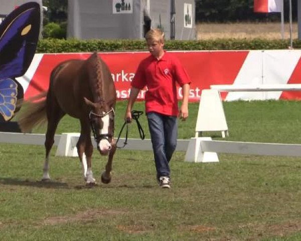 broodmare Duchesse AT (German Riding Pony, 2011, from Dance Star AT NRW)