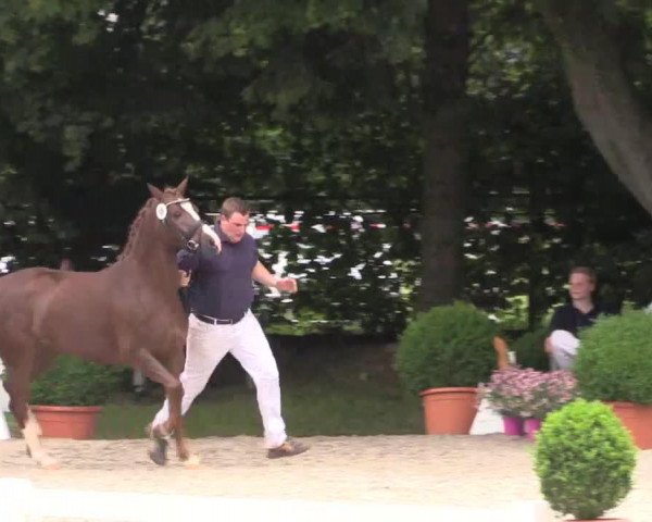 broodmare Dancelight AT (German Riding Pony, 2011, from Dance Star AT NRW)