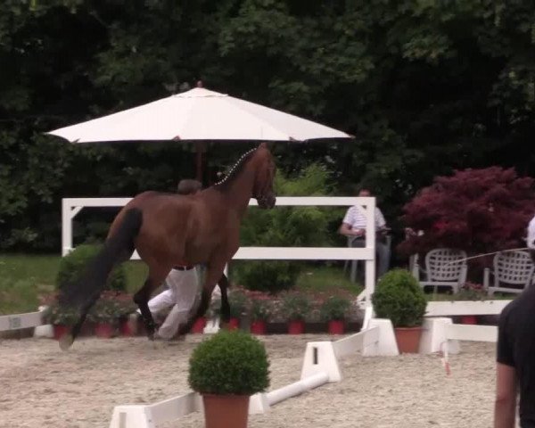 horse Silvana (Westphalian, 2010, from Sir Schiwago)