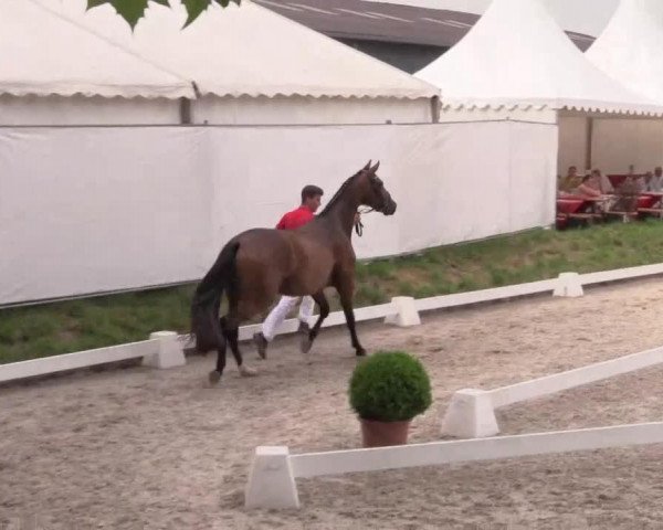 broodmare Romy (Westphalian, 2011, from Blue Hors Romanov)