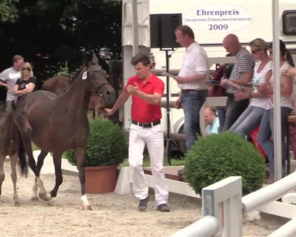 horse Malefiz (German Riding Pony, 2014, from Mariano)