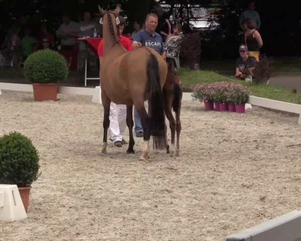 broodmare Viviana WS (German Riding Pony, 2014, from Valido)