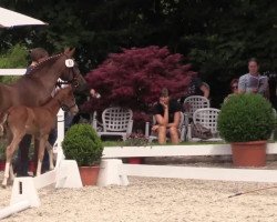 broodmare Darling (Westphalian, 2014, from Dreidimensional AT NRW)