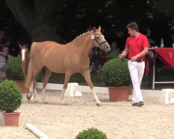 horse Dajera (German Riding Pony, 2014, from Dreidimensional AT NRW)