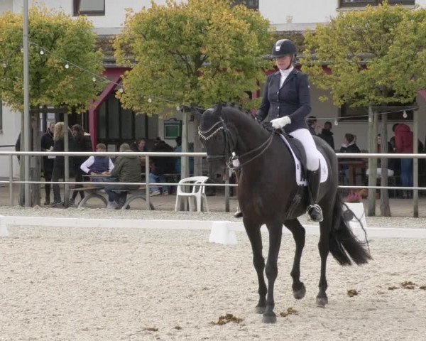 Reitturnier Achern 2020