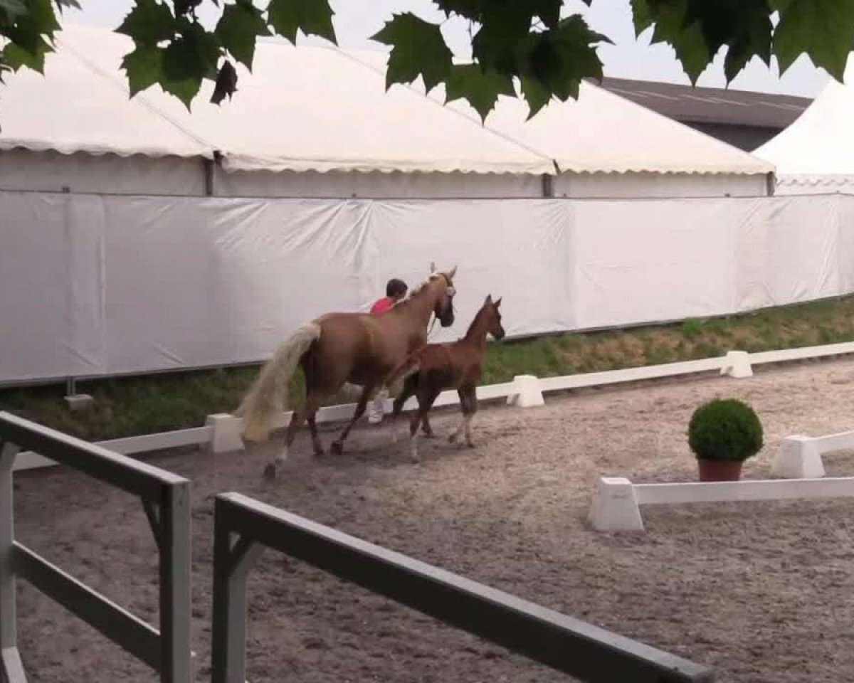 horse Diva Hoch Drei (German Riding Pony, 2014, from Dreidimensional AT NRW)