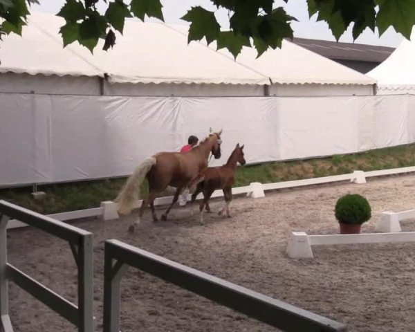 horse Diva Hoch Drei (German Riding Pony, 2014, from Dreidimensional AT NRW)