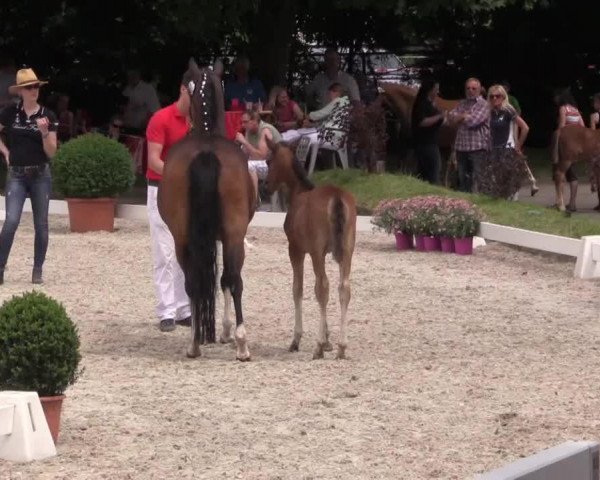 broodmare Cinniminni 2 (German Riding Pony, 2014, from FS Champion de Luxe)