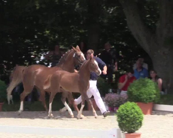 broodmare Darling´s Diamond AT (German Riding Pony, 2014, from Dressman)