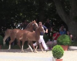 Zuchtstute Darling´s Diamond AT (Deutsches Reitpony, 2014, von Dressman)