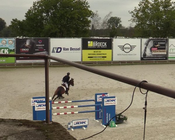 FEI Reitturnier Lier (BEL) 2020