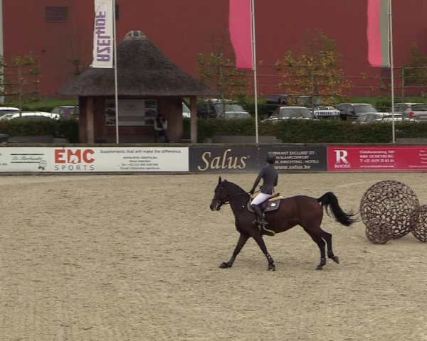 FEI Reitturnier Lier (BEL) 2020