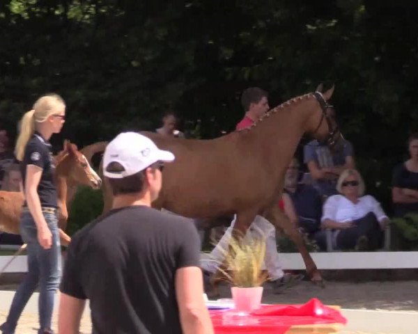 horse D-Dream v.H. (German Riding Pony, 2014, from D-Day AT)
