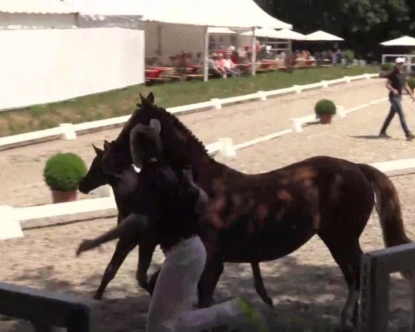 Pferd Daytonia (Deutsches Reitpony, 2014, von D-Day AT)