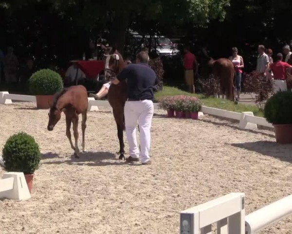 broodmare Diva (German Riding Pony, 2014, from D-Day AT)