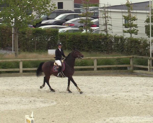 FEI Reitturnier Lier (BEL) 2020