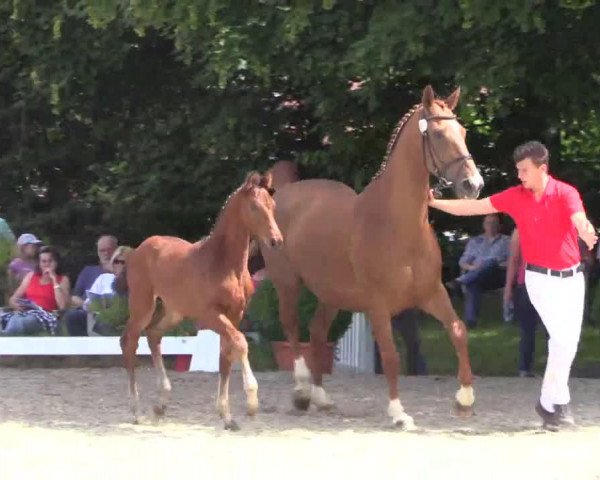 horse Hengst von Follow Me (Westphalian, 2014, from Follow Me OLD)