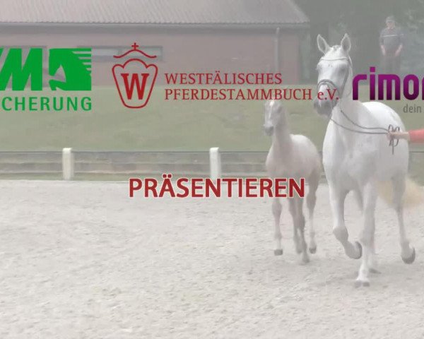 horse Hengst von Scuderia (Westphalian, 2014, from Scuderia)