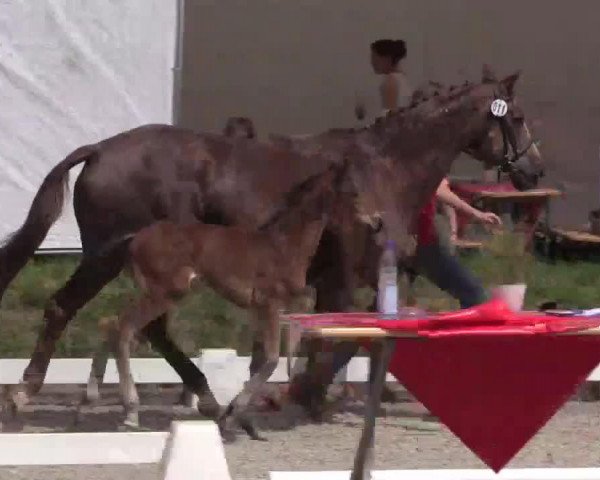 Pferd Stute von Abercrombie (Westfale, 2014, von Attraktiv 6)