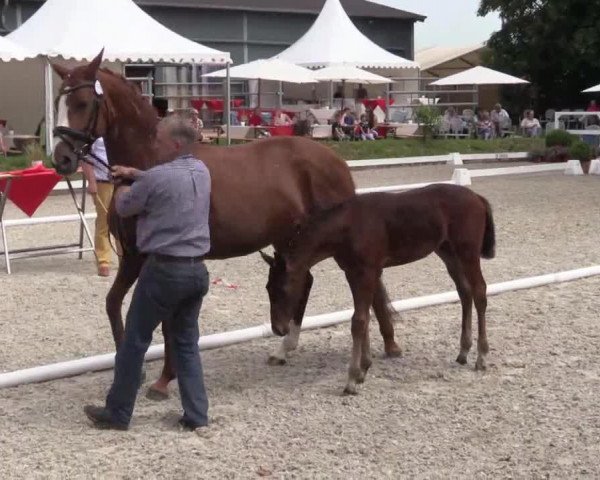 horse Stute von All at once (Westphalian, 2014, from All At Once)