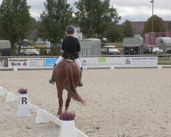 Reitturnier Achern 2020